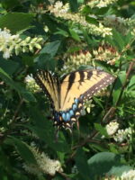 SUMMER-Clethra_alnifolia_Flowers-3_Swallowtail