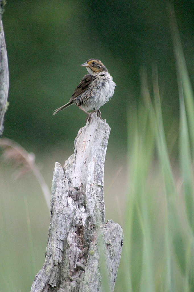 A saltmarsh sparrow (Ammospiza caudacuta) perched on a snag in July in an Atlantic coast salt marsh. Photo courtesy of Bri Benvenuti, U.S. Fish and Wildlife Service