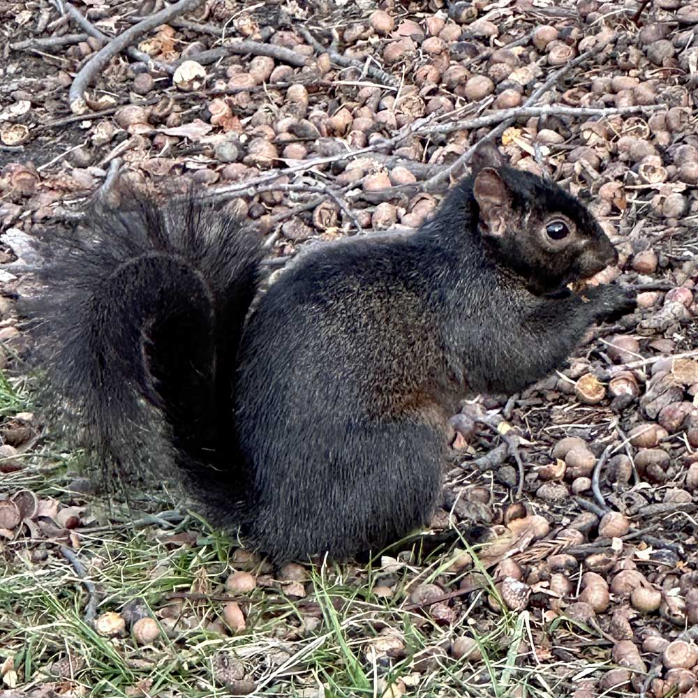 Black morph of eastern gray squirrel (Sciurus_carolinensis) eating acorn in January.