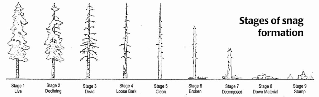 Stages of snag formation. Diagram from Forestland Steward