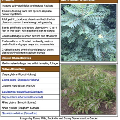 Tree of Heaven Invasive Plant Fact Sheet (Ailanthus altissima)