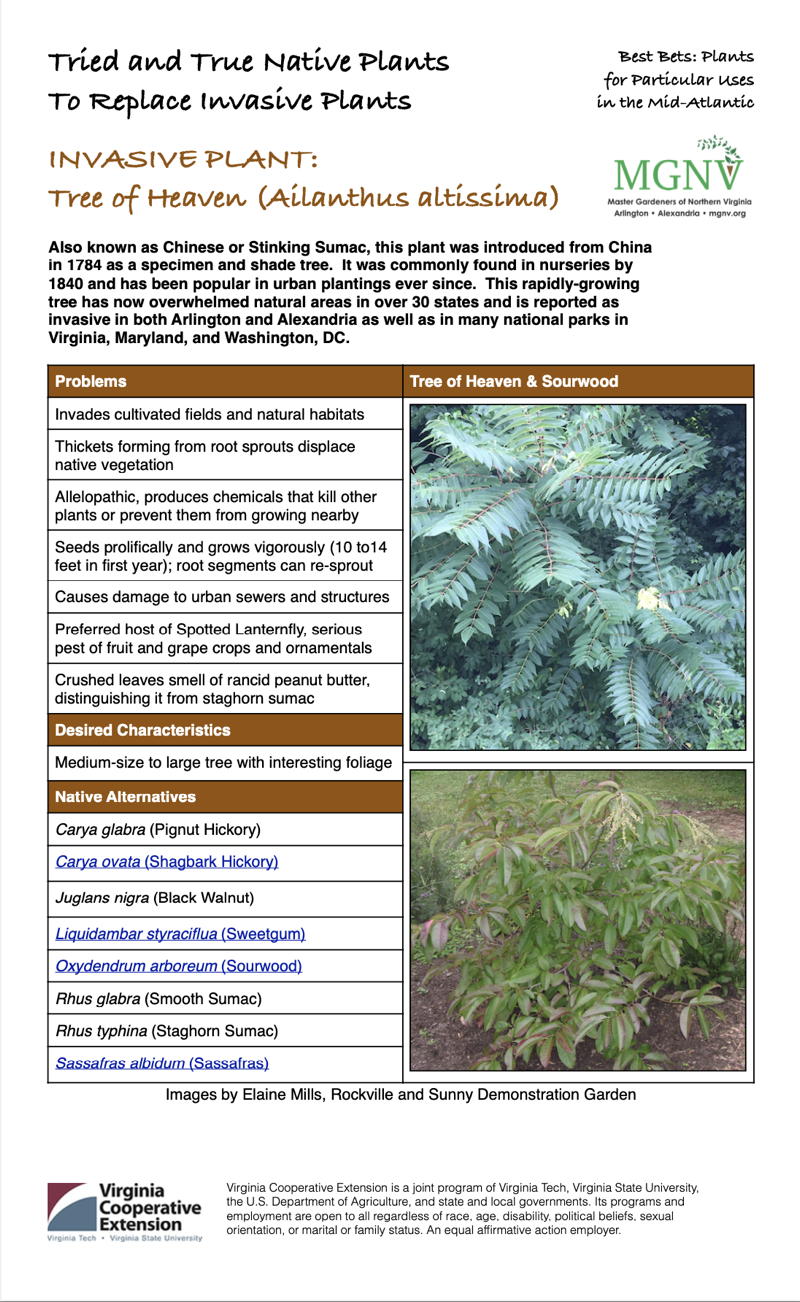 Tree of Heaven Invasive Plant Factsheet