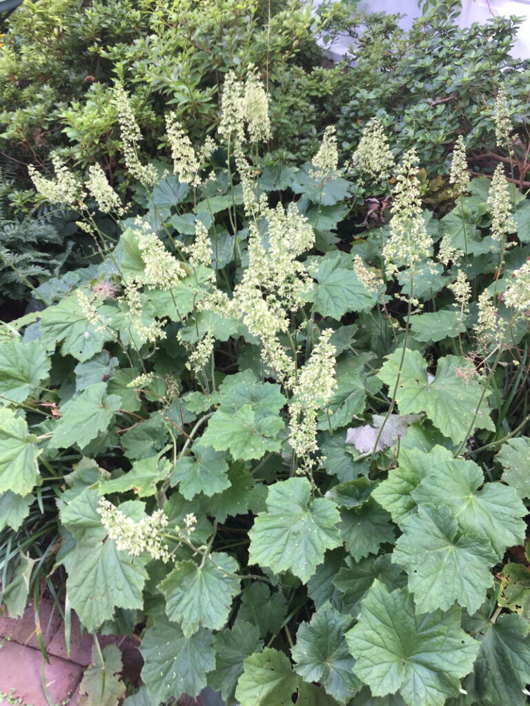 Alumroot
