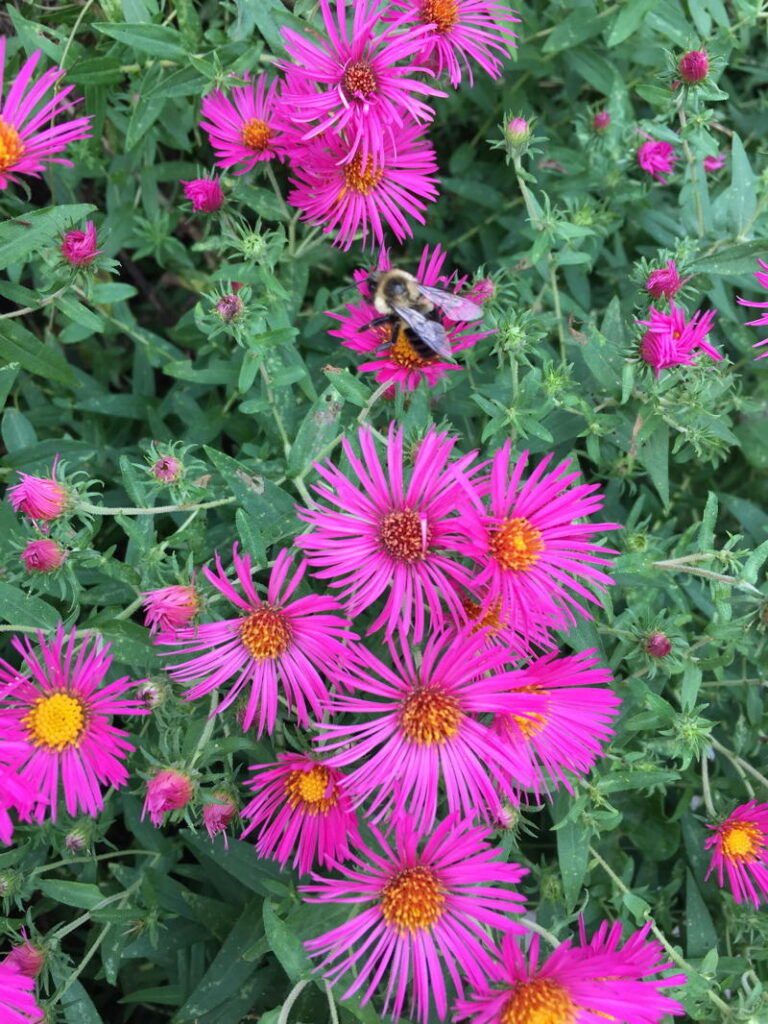 Asters