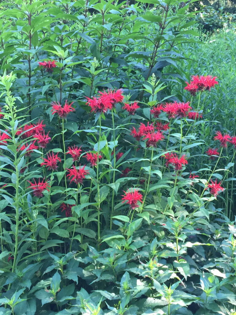 Beebalm