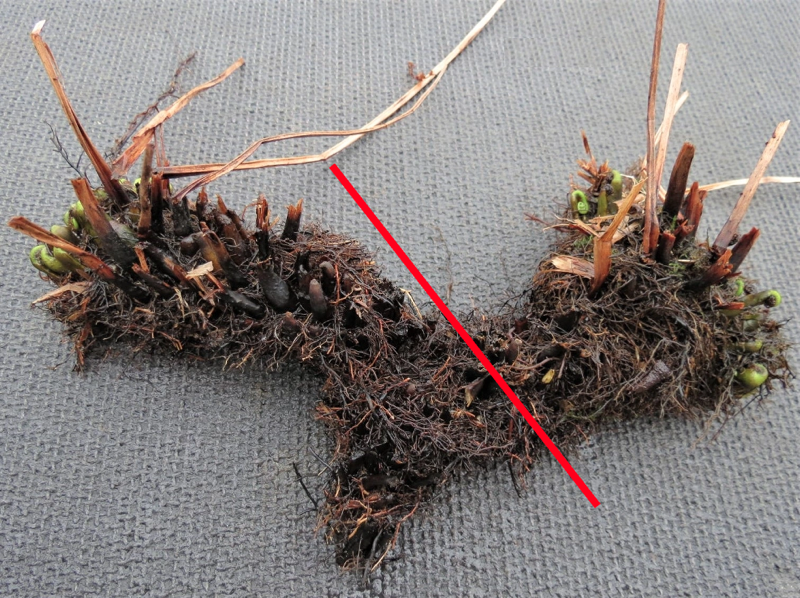 Dividing spreading ferns