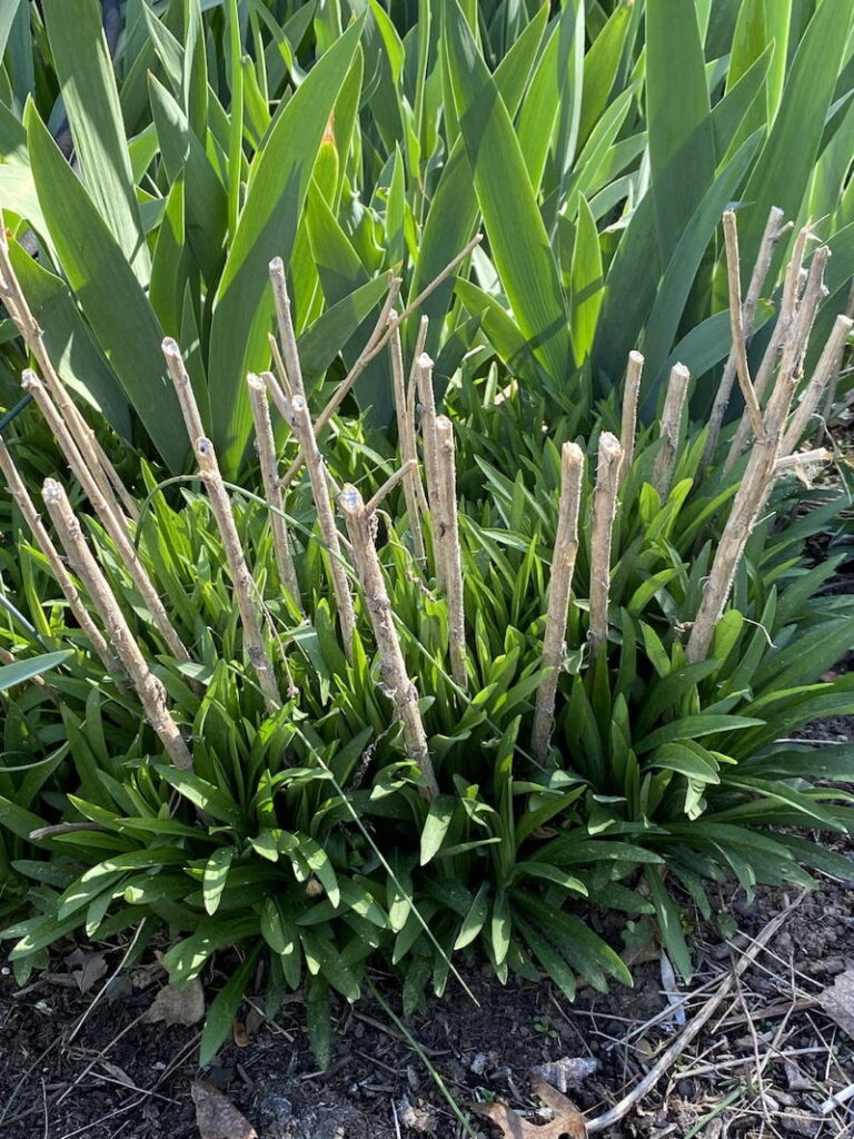 stems  left on plant to create habitat for stem nesters