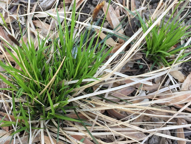 sedge with narrow foliage