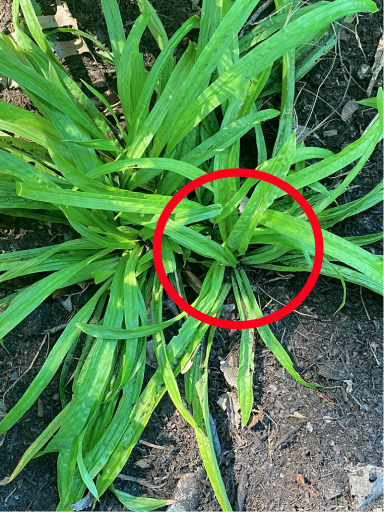 sedge with offset