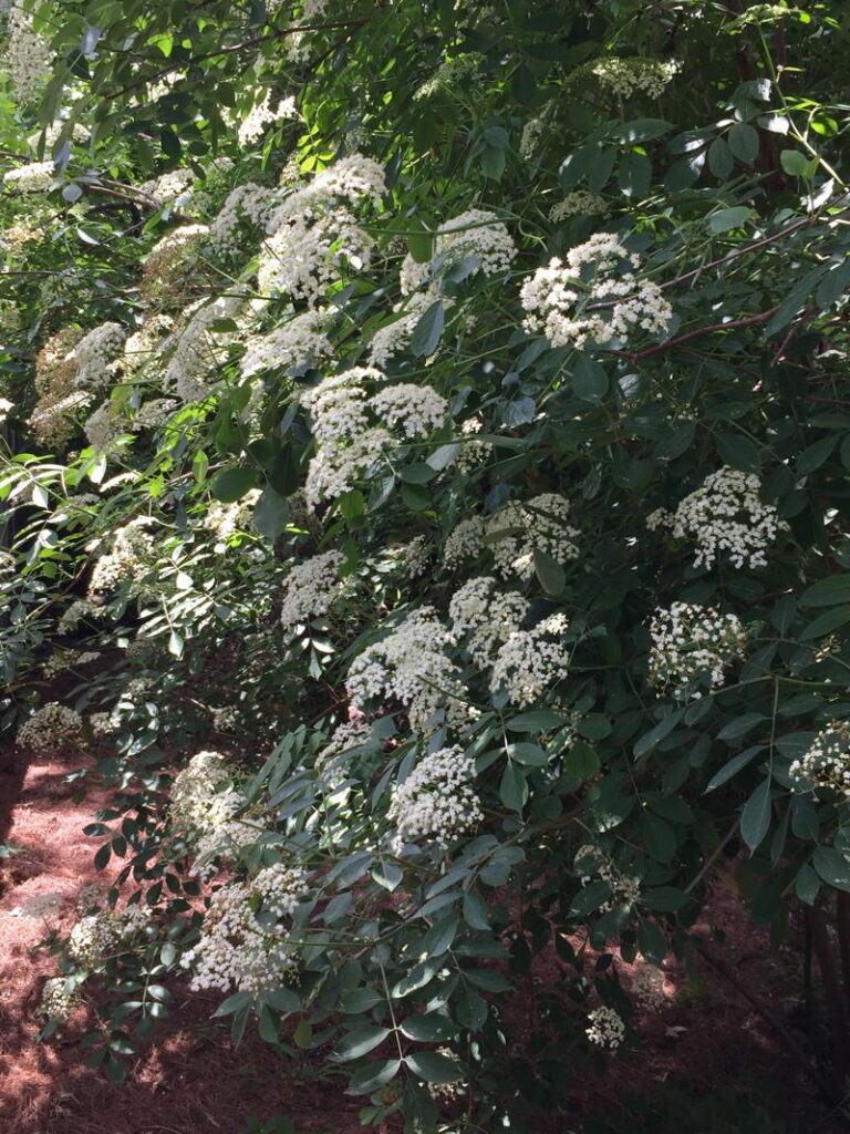 Elderberry