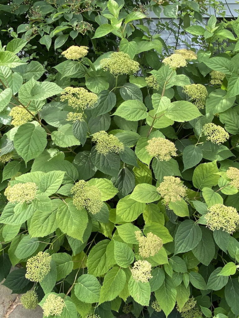 Wild Hydrangea