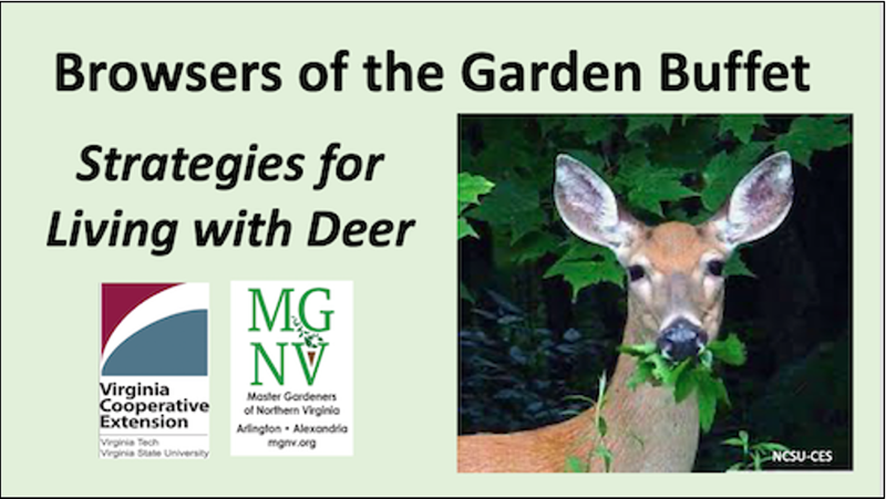 Presentation on Deer
