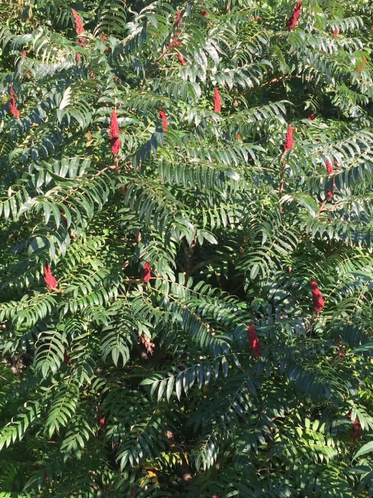 Sumacs