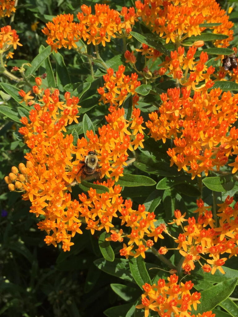 Butterfly-weed