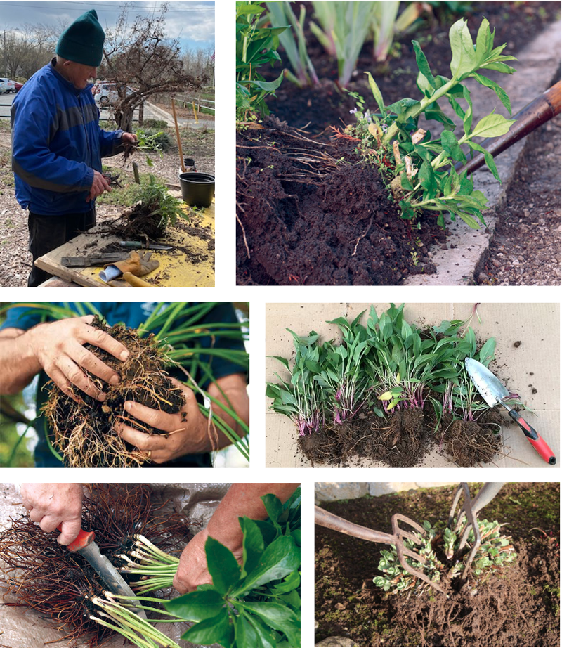 Dividing perennials