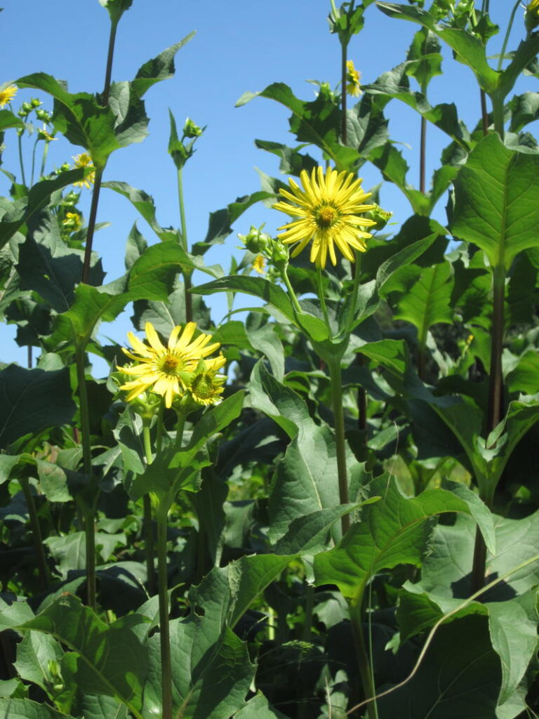 Cup Plant