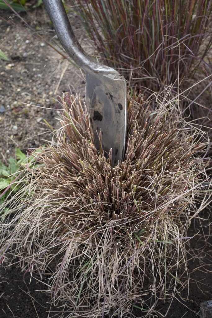shovel in clump of grass to be divided
