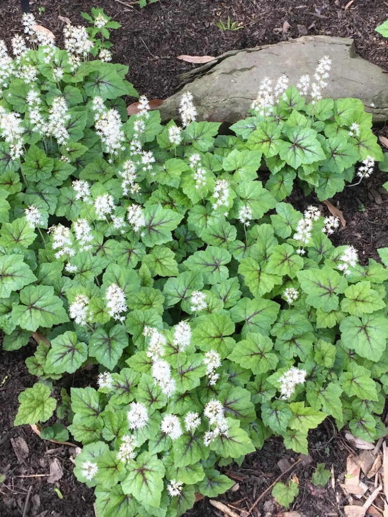 Foamflower