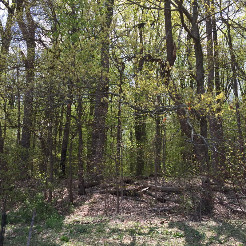 Forest Habitat