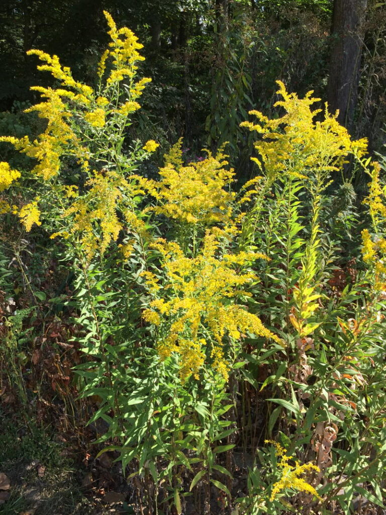Goldenrod
