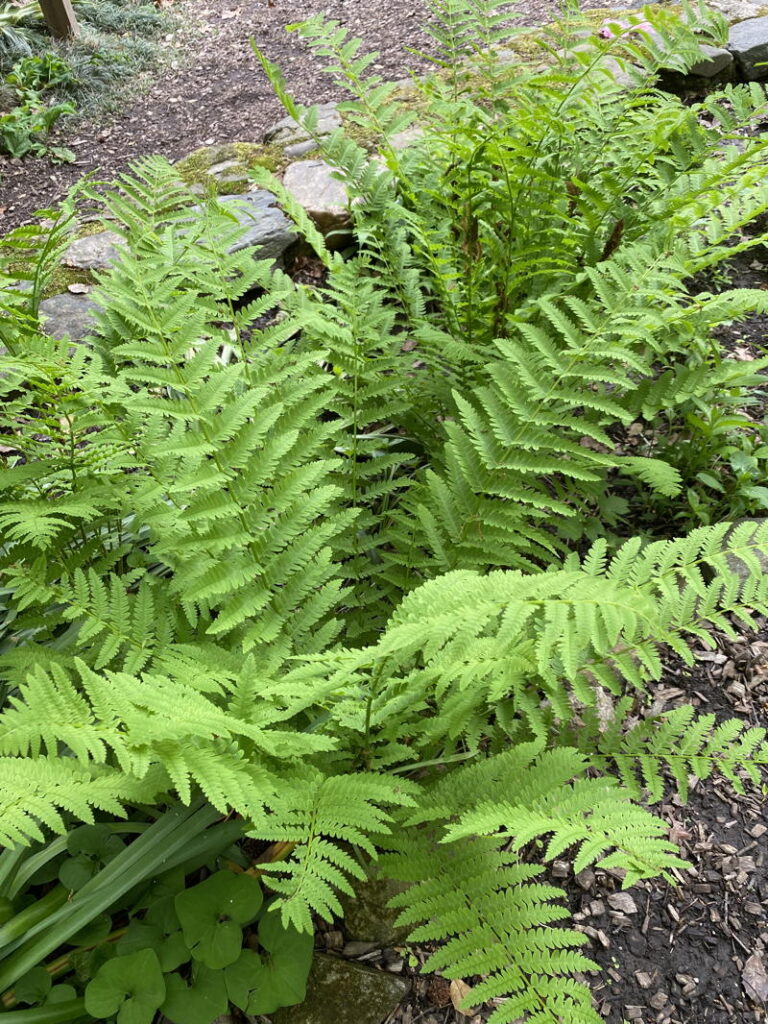 Interrupted Fern