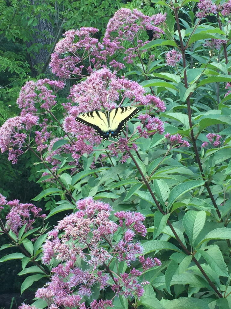 Joe-pye-weed