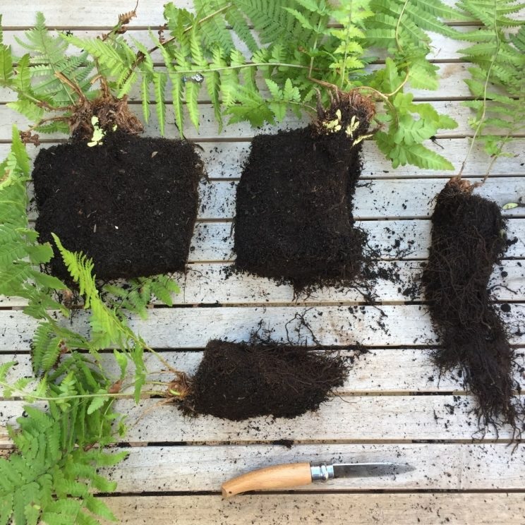 Multiple Divisions from One Fern