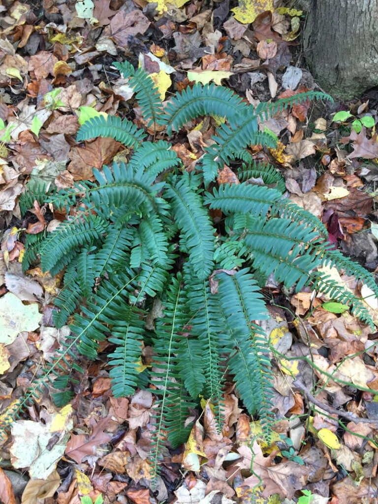 Christmas Fern
