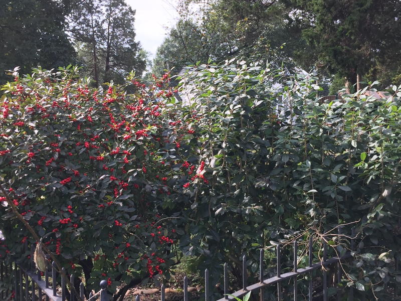 Female and Male WInterberry