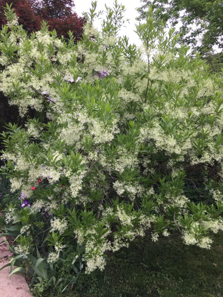 Fringetree