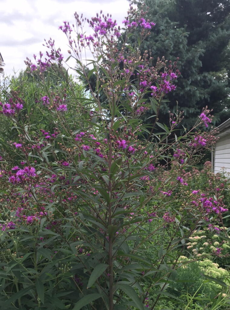Ironweed