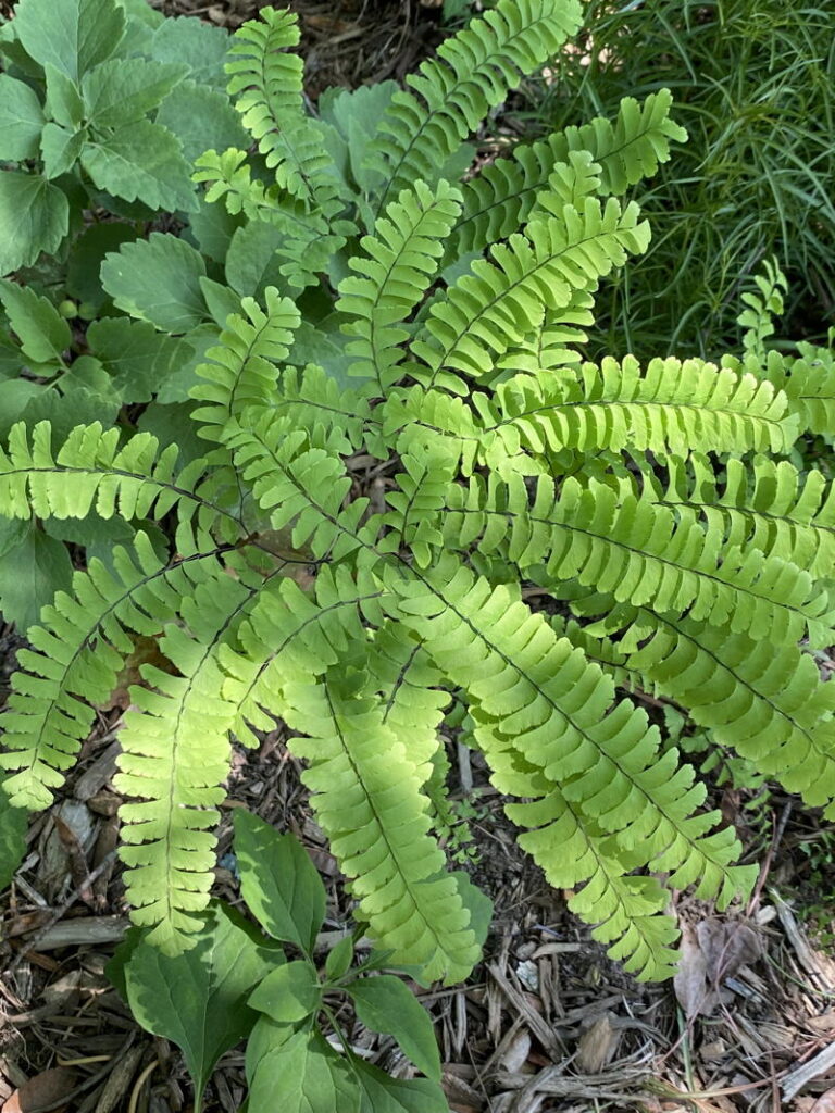 Maidenhair Fern