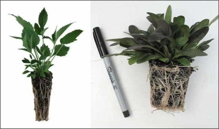 Plugs vs Container Plants