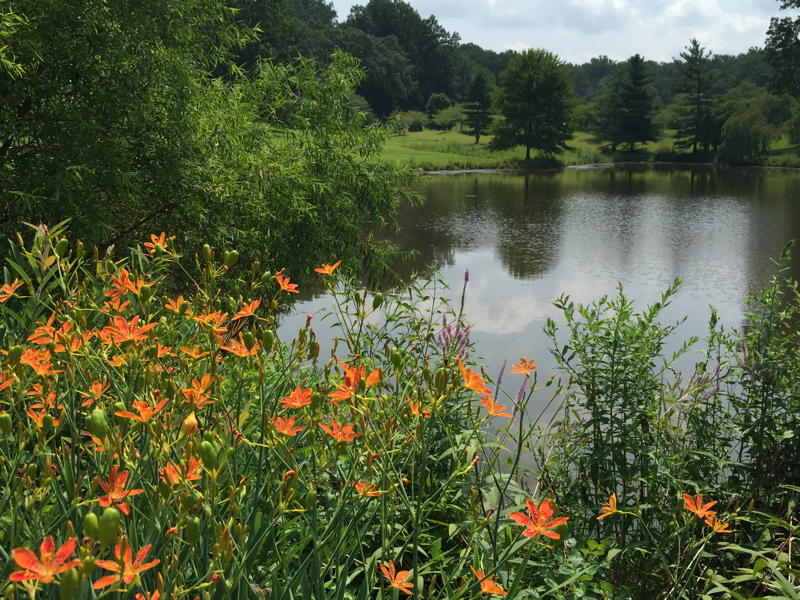 Pond Habitat