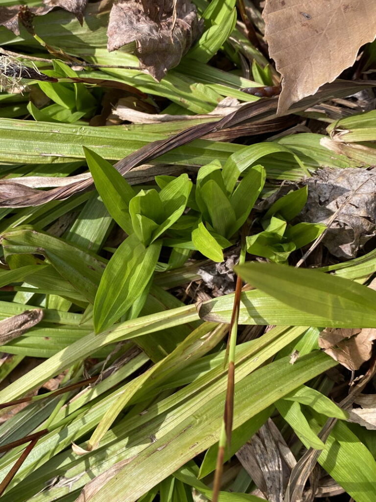 sedge with wide foliage