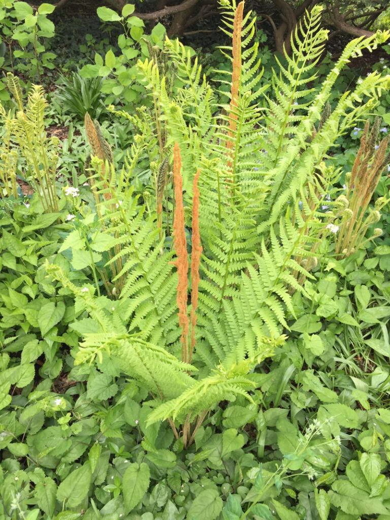 Cinnamon Fern