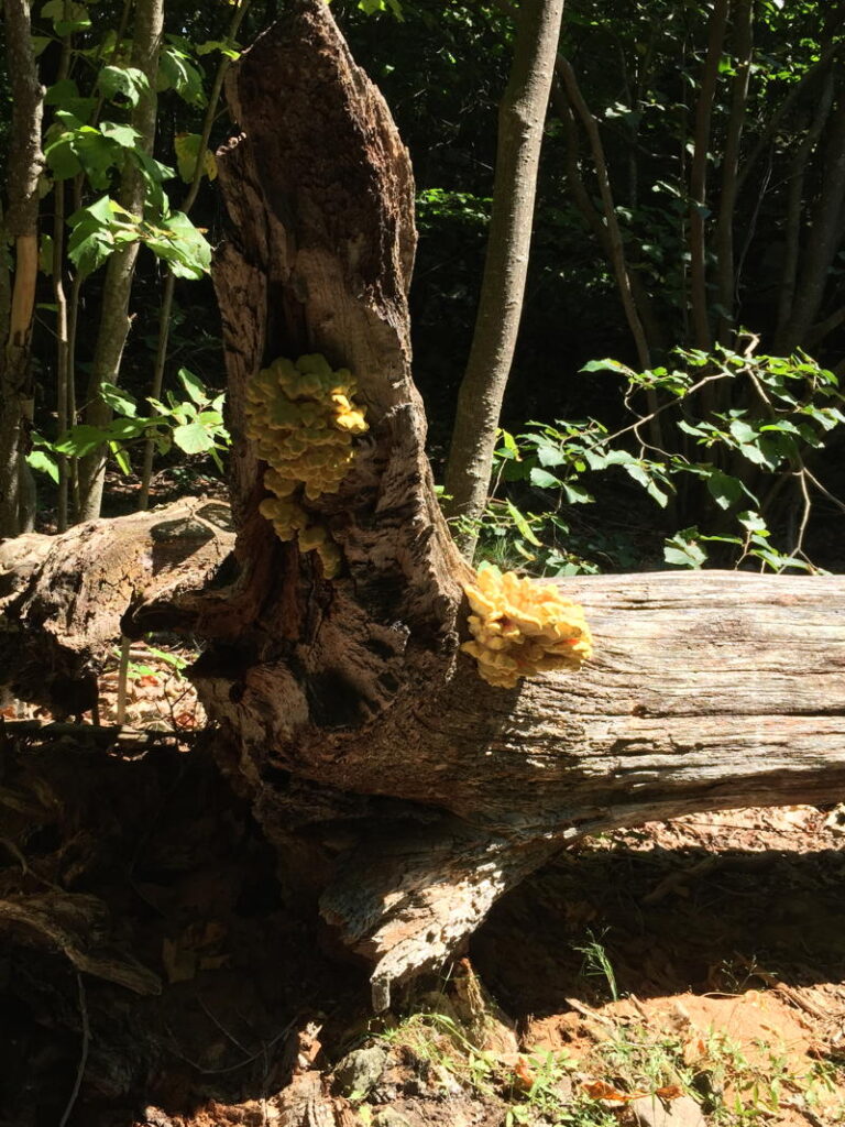 Fallen log