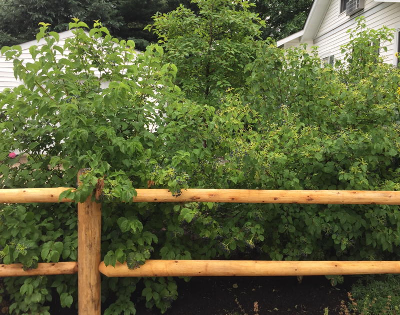 Group of Viburnum Shrubs
