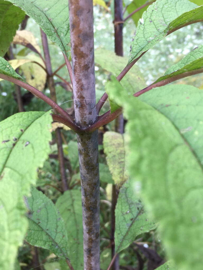 Joe-pye-weed
