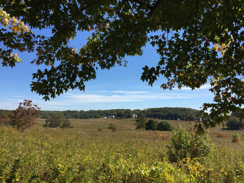 Meadow Habitat