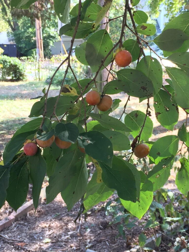 Persimmon
