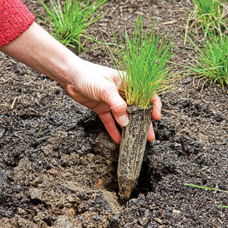 Planting Plug