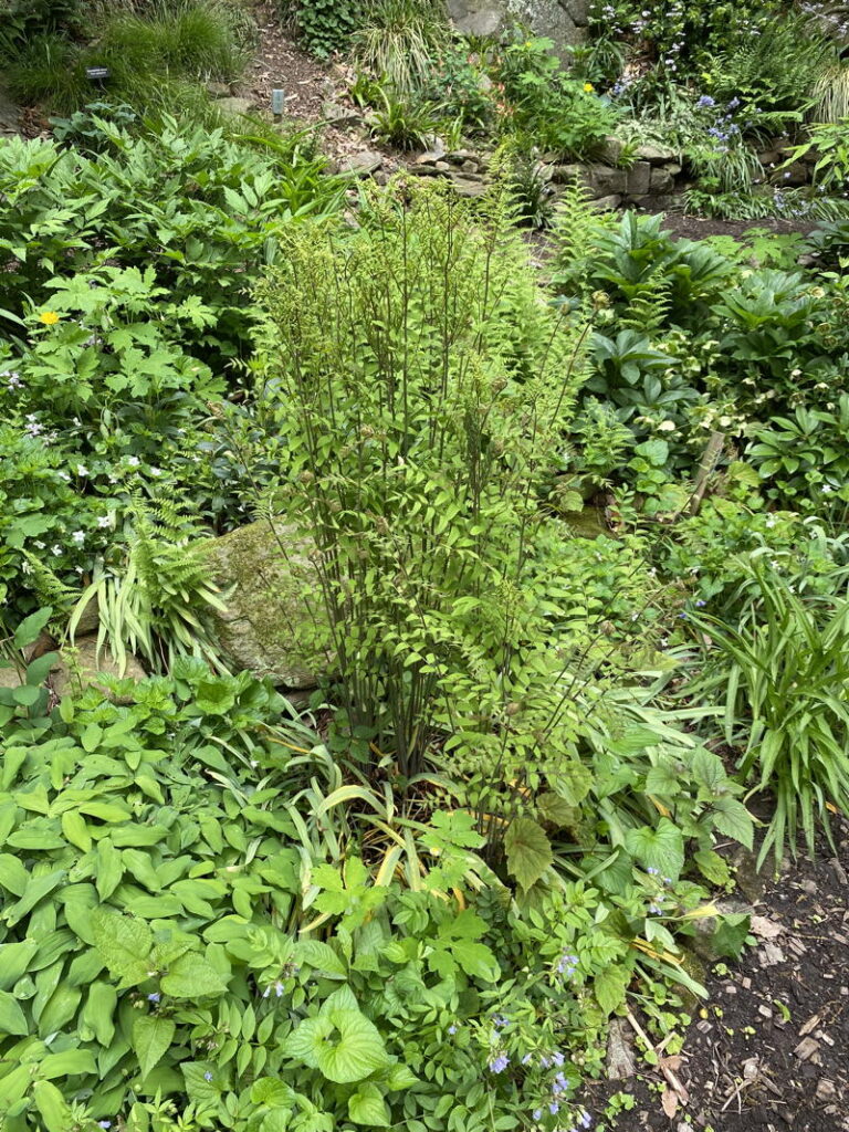 Royal Fern