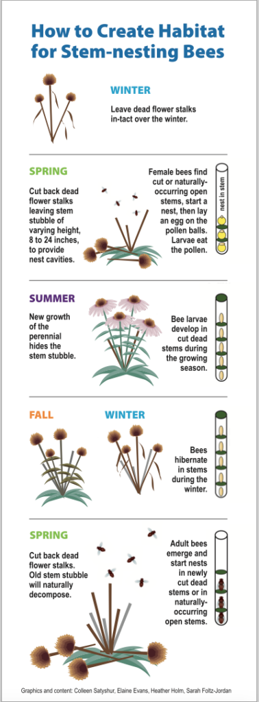 Stem nesting Graphic