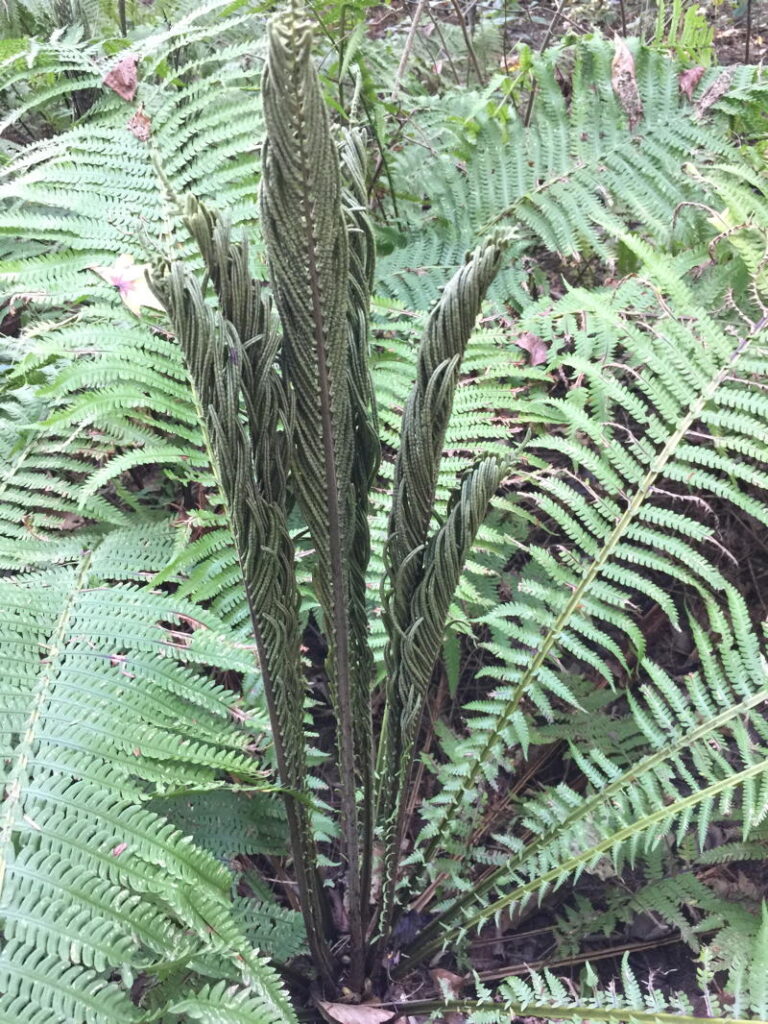 Ostrich Fern