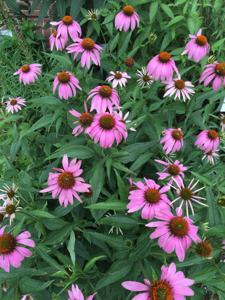 Purple Coneflower