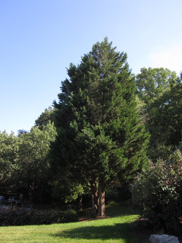 Redcedar