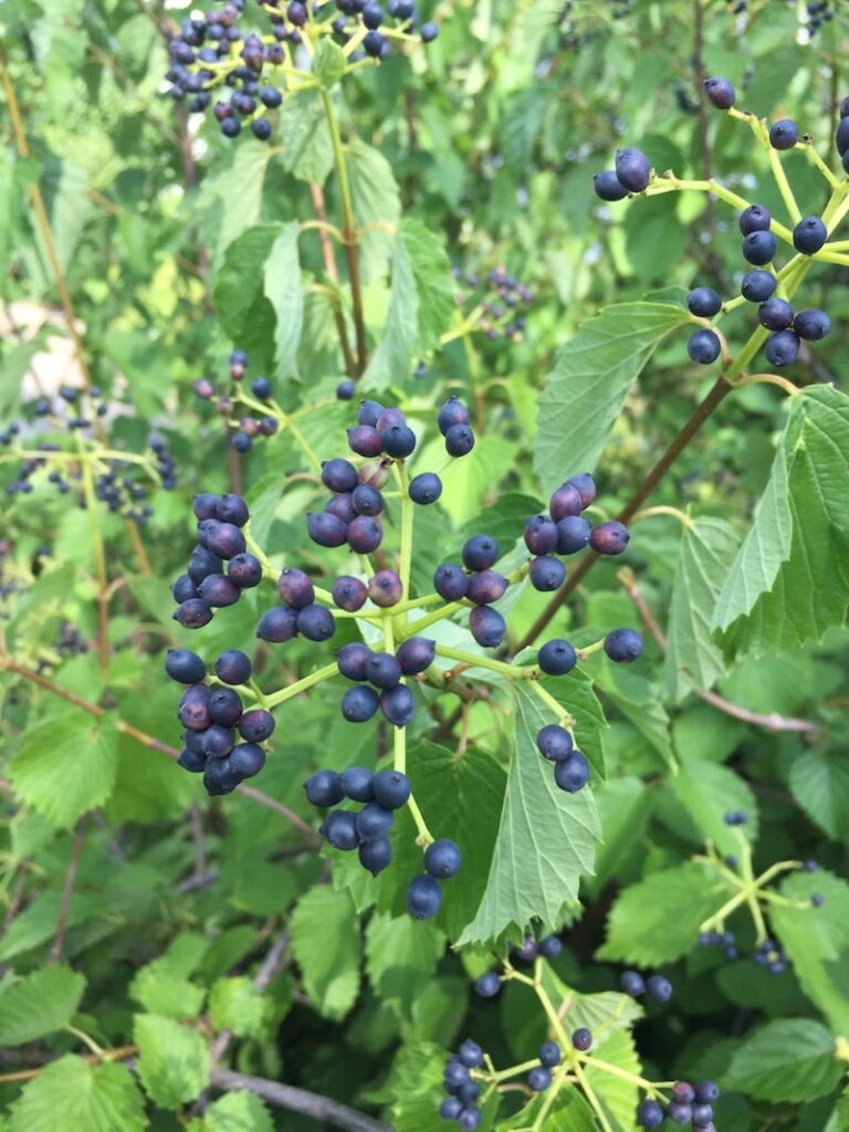 Viburnum Fruit