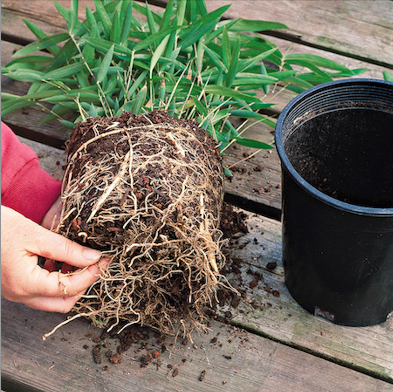 Loosen Roots of Container Plants