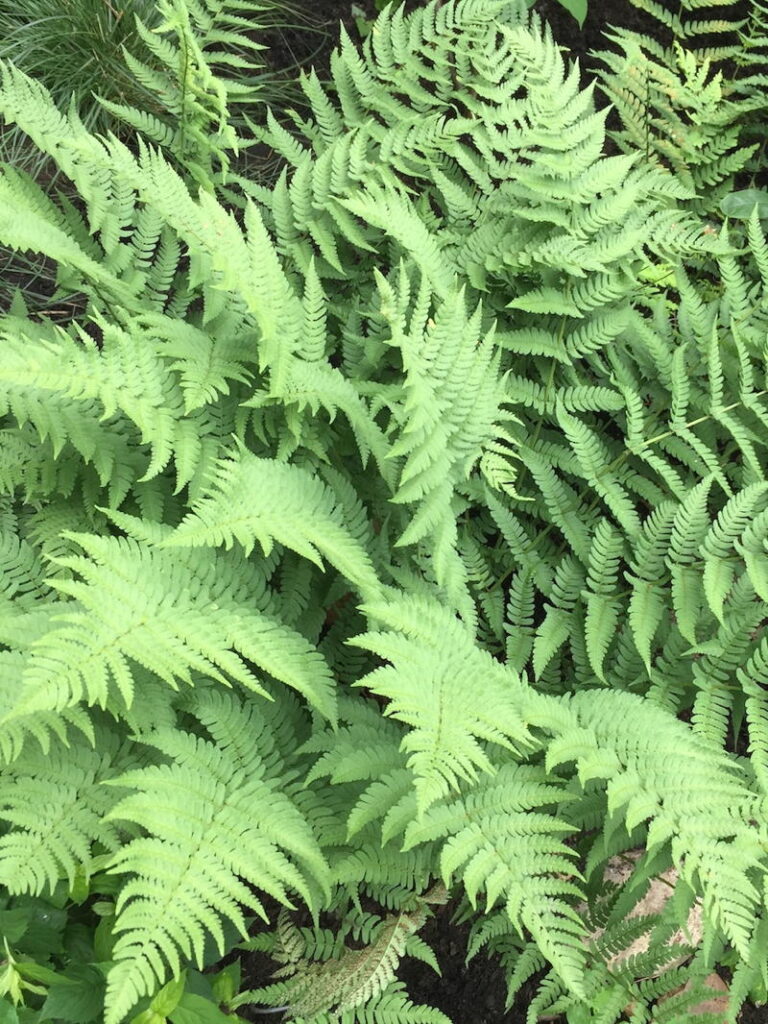 Marginal Wood Fern